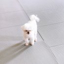 우리급식 | 펫위즈(PETWIZ) SN-P100K 자동 급식기, 말티즈&말티푸 두 마리 싸움 없는 급식 (내돈내산 후기)