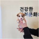 라이프독 강릉점 24시 강아지분양 고양이분양 네이버블로그