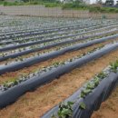 감자와고구마민박 이미지