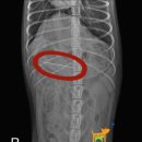 Dr.DOG 동물의료센터 이미지