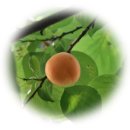 살구네집 이미지