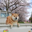 꽃보다 개 이미지