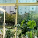 명지캐럿108 아파트 옆 도로 | 명지 꽃블리 화분 꽃다발 꽃바구니 24시간 주문가능한 꽃집