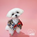 강아지미용실502 이미지