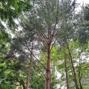 개나리공원4 이미지