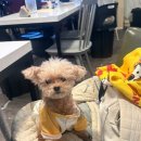 당인리극장 | [260620] 합정 당인리극장 방문 후기🐾