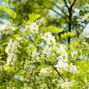 아카시아펜션 이미지