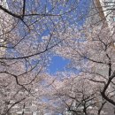 포차 막걸리한잔 이미지