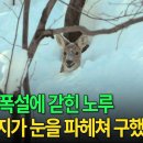 대관령 폭설에 갇힌 노루 이미지