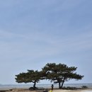 몽산포항 이미지