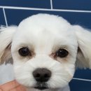 개똥이 애견샵 이미지