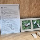 자연에서온 편지 | 강아지털목걸이 제작 후기 '디어온' 반려동물메모리얼 목걸이