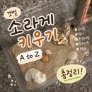 이마트24 산호그린점 | [자연관찰] 바다 갯벌소라게 키우기 방법 & 준비물& 먹이 총정리
