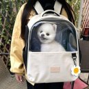 데이지 독 쇼핑하우