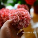 수지뷰티 - 영암군 대불주거로 96 | 수지뷰티