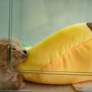 마마스미독 강아지분양 부산덕천점 이미지