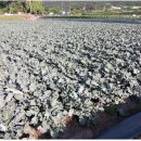 모단농장 이미지