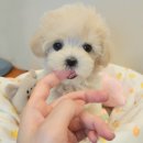 푸른들 동물병원 이미지