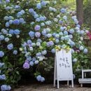 부산 가볼만한곳 태종대 수국축제(태종사 수국축제기간) 이미지