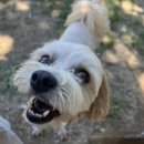 애견이야기 이미지