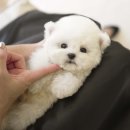 부산애견호텔 강아지유치원 펫퍼센트&코모네하우스 네이버블로그