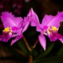 Southern Ontario Orchid Show 2026 A 이미지