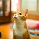 앵두네 - 강릉시 대송길 311-13 | 앵두네