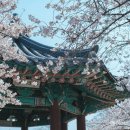 어린이공원8호(만세공원) | "잠실 벚꽃, 이렇게 다녀오세요" 올림픽공원, 성내천 서울 봄꽃 명소 추천