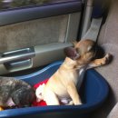 패밀리독 이미지