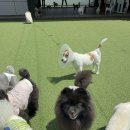 핸즈독(HANDSDOG) 이미지