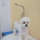 욜랑욜랑 이미지