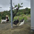 오리골민박 이미지