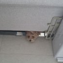 화양견화 이미지