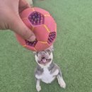 101애견유치원 이미지