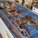 기장대게 이미지