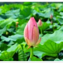 연꽃단지 이미지