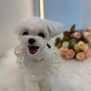 도그살롱 이미지