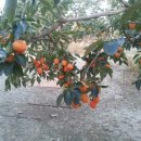 조아농장 이미지