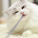 랙돌캐터리올리비아 이미지