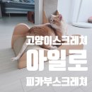고양이숲 | 고양이스크래처 숲소리 아일로 피카부 사용후기, 조립 쉬운 우드톤 고양이장난감