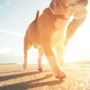 예스동물병원 이미지