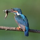 물총새 (common kingfisher) 이미지