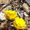 찌세요” 고구마 맛도 <b>더</b> <b>달콤</b>해지고 빨리 익힐 수 있는...