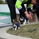 부산강서경찰서 이미지