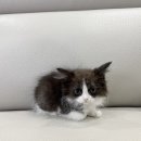 사랑애견샵 이미지