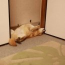 휘휘
