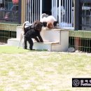 쁘띠몽 이미지