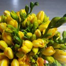 후리지아 이미지