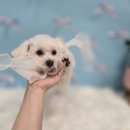 멈머링(mummuring) 이미지