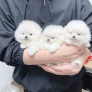 도그프렌즈 이미지